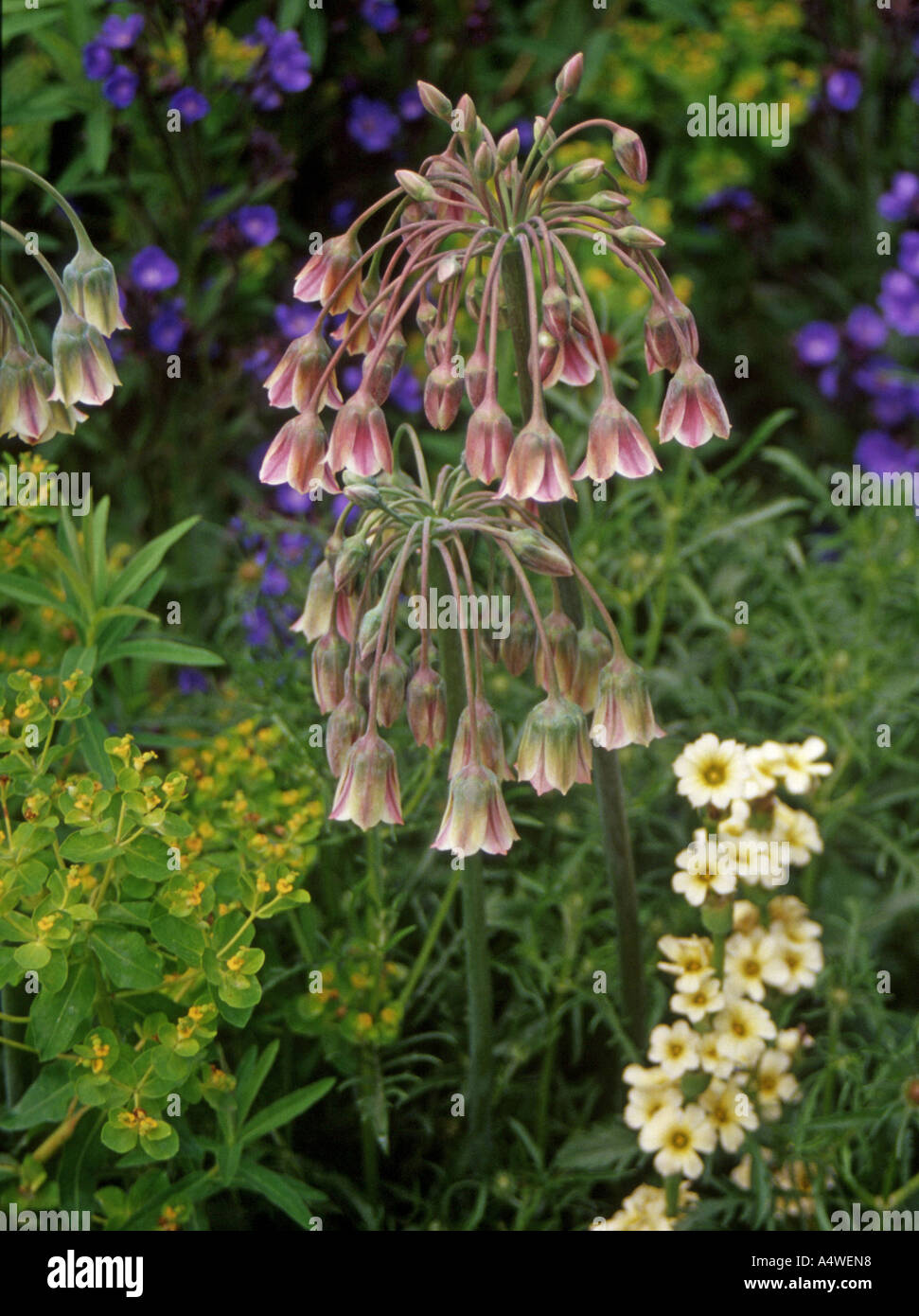 Allium bulgaricum spring flowering perennial Stock Photo - Alamy