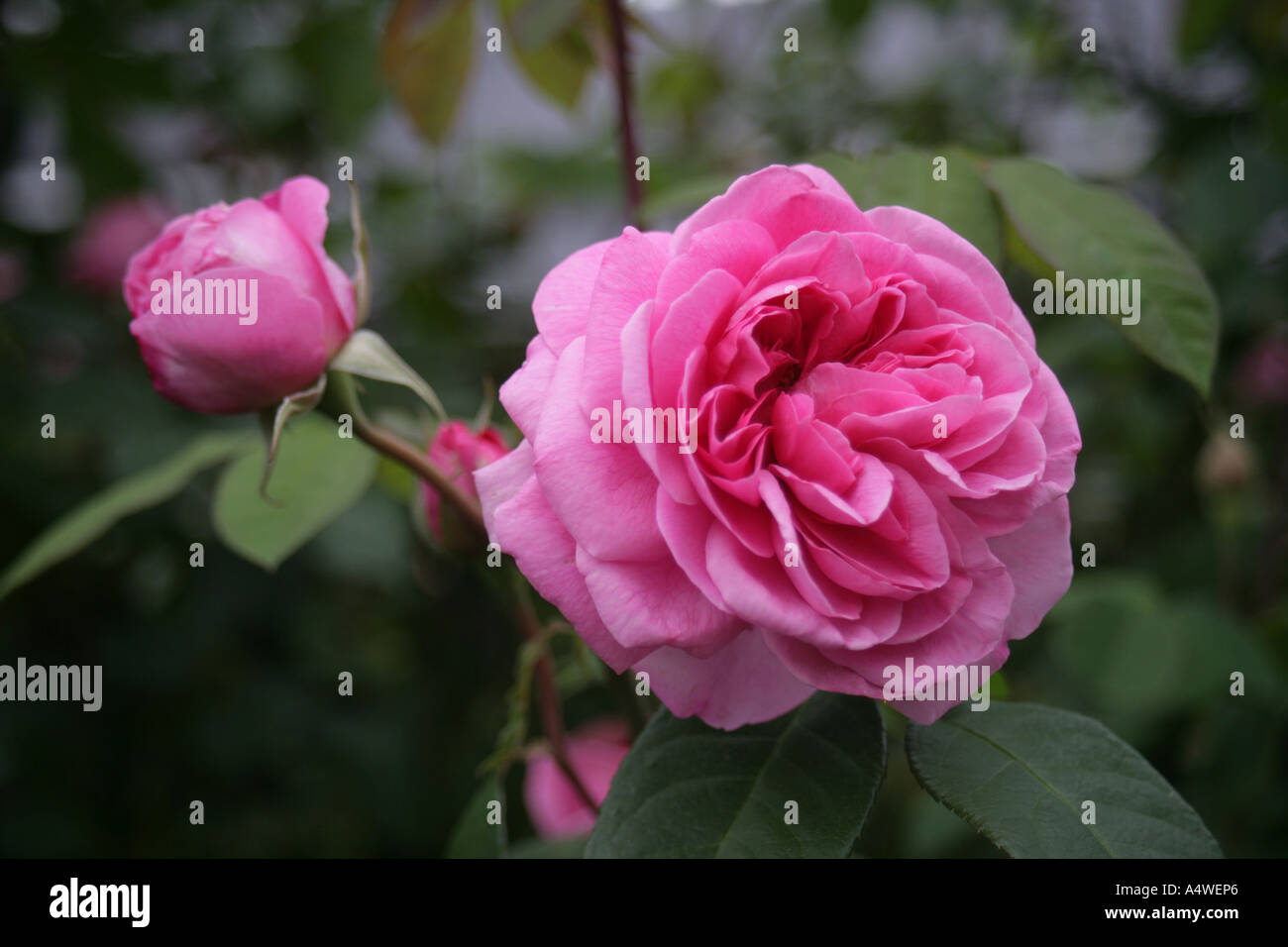 rosa-gertrude-jekyll-from-the-english-rose-collection-by-uk-grower