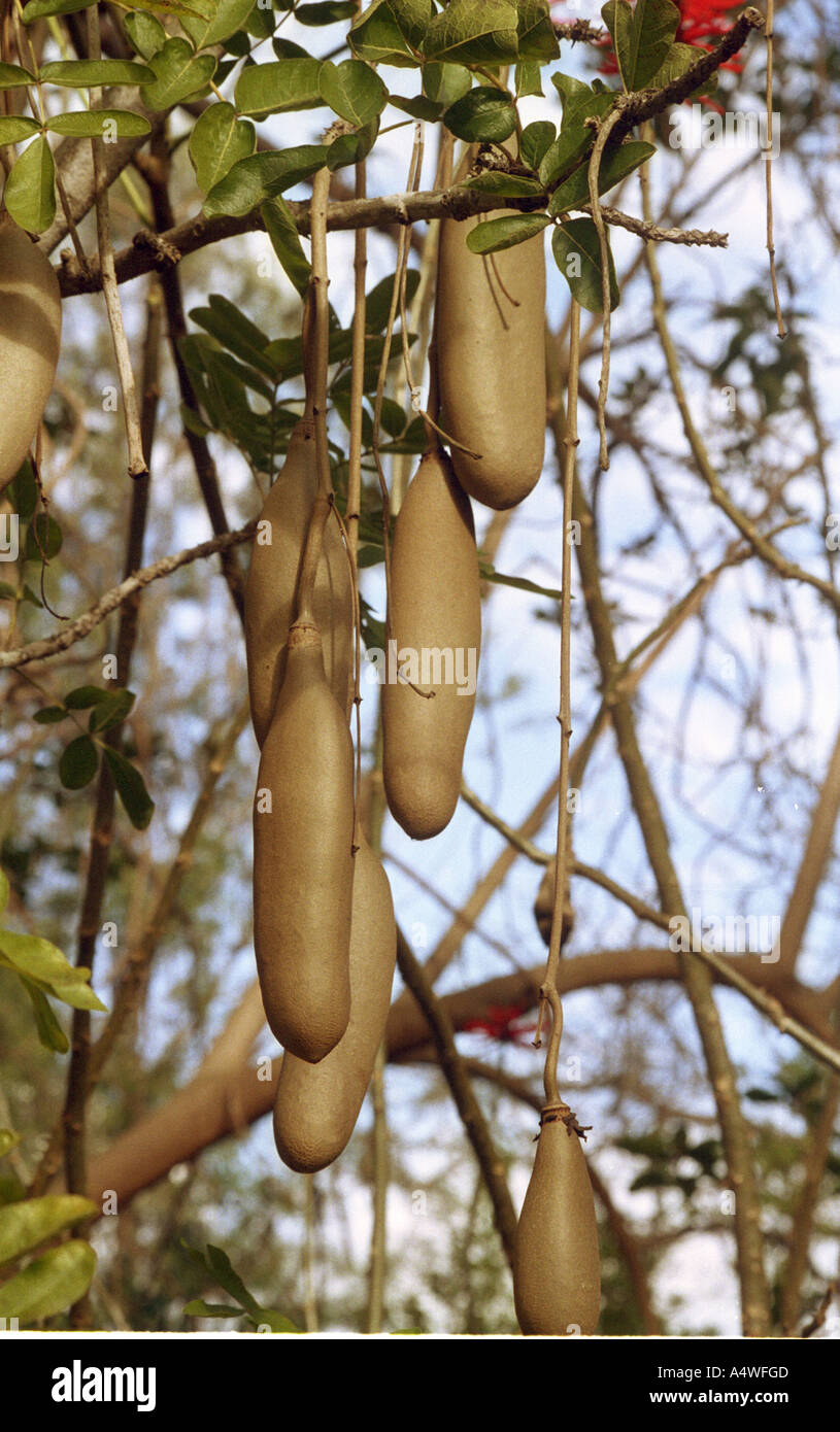 fruits of the Sausage tree Kigelia pinnata evergreen frost tender tropical woodland tree Stock Photo