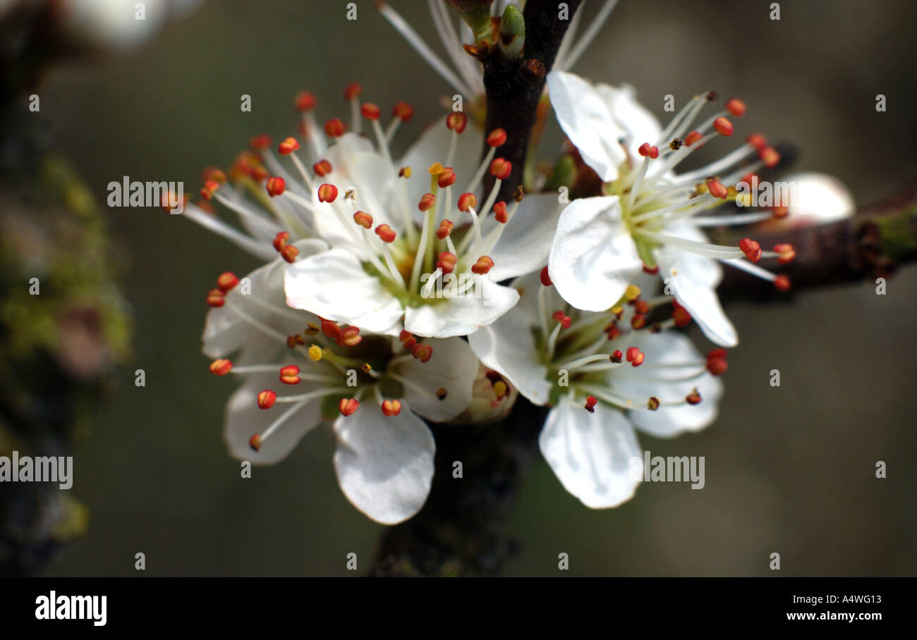 Blackthorne blossom also known as sloe Stock Photo - Alamy