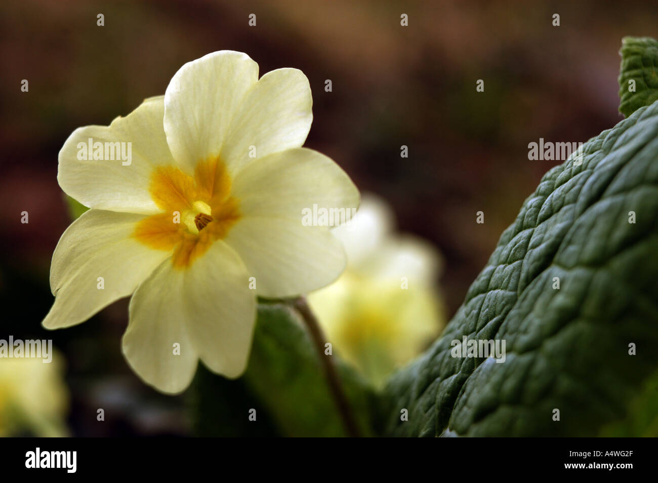 Primrose close up of one bloom Stock Photo