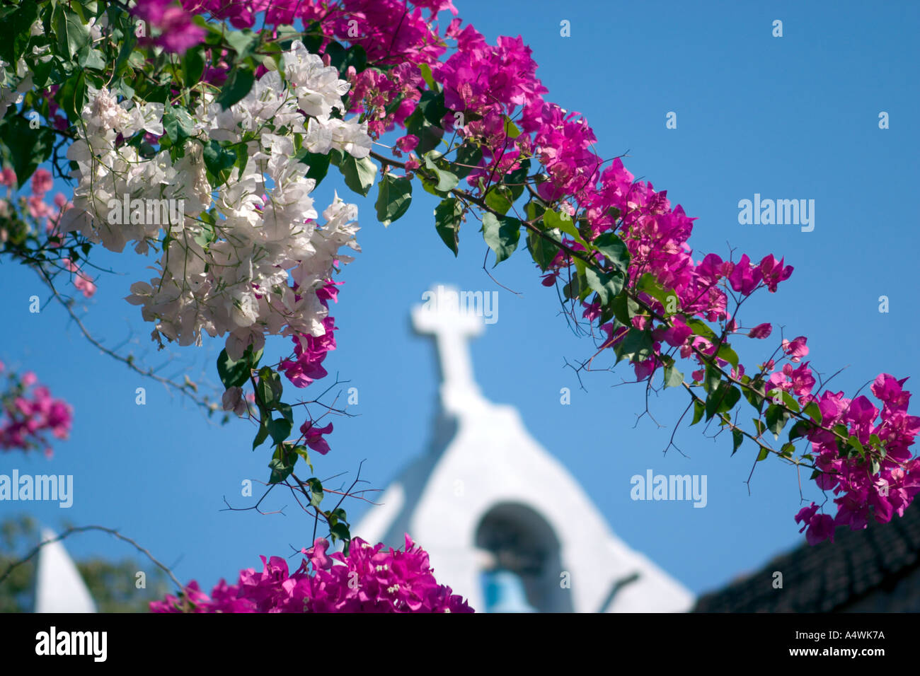 View on white church cross through blooming flowers in Goa, India Stock