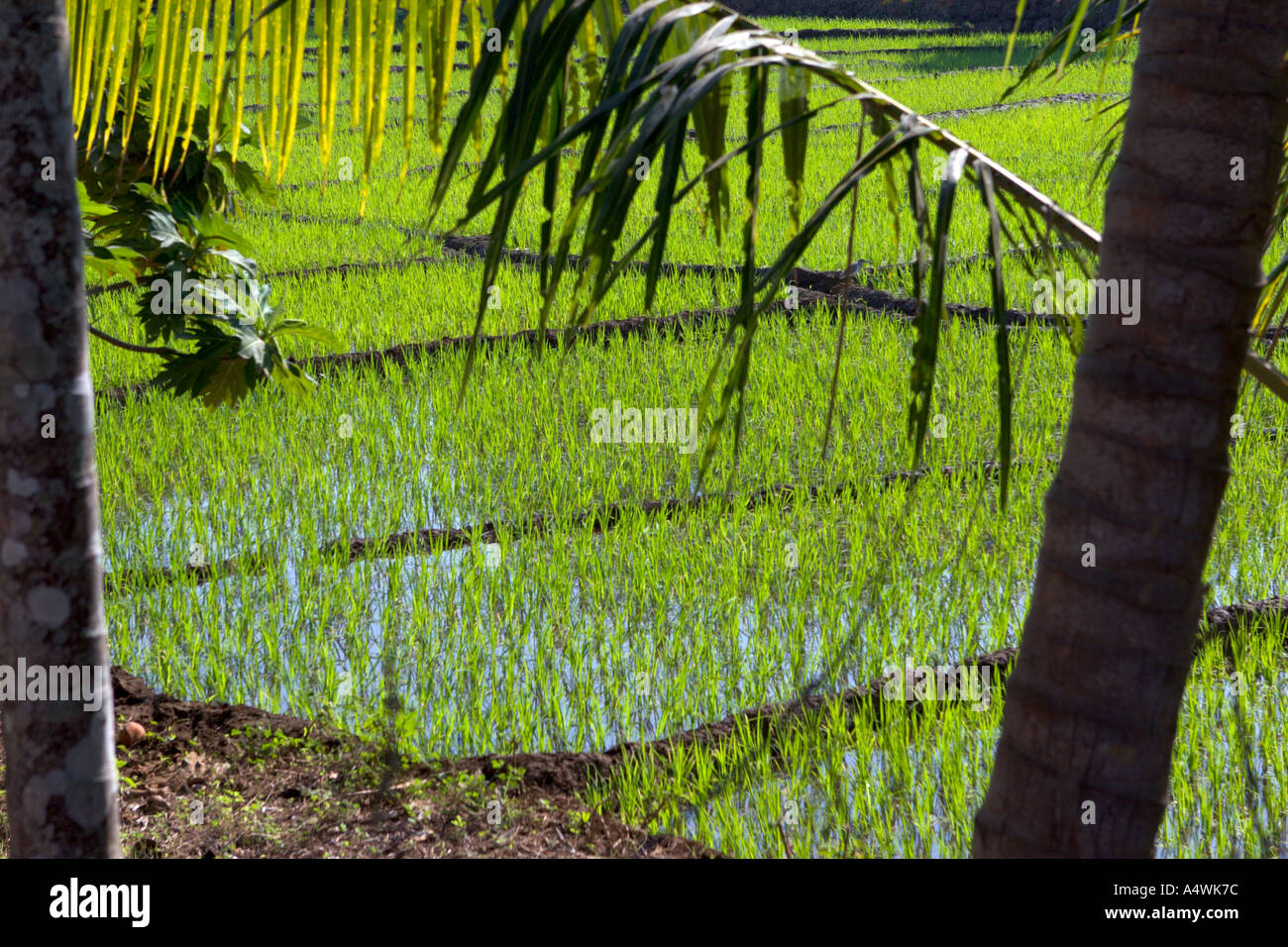 View on rice field through trees in Goa India Stock Photo