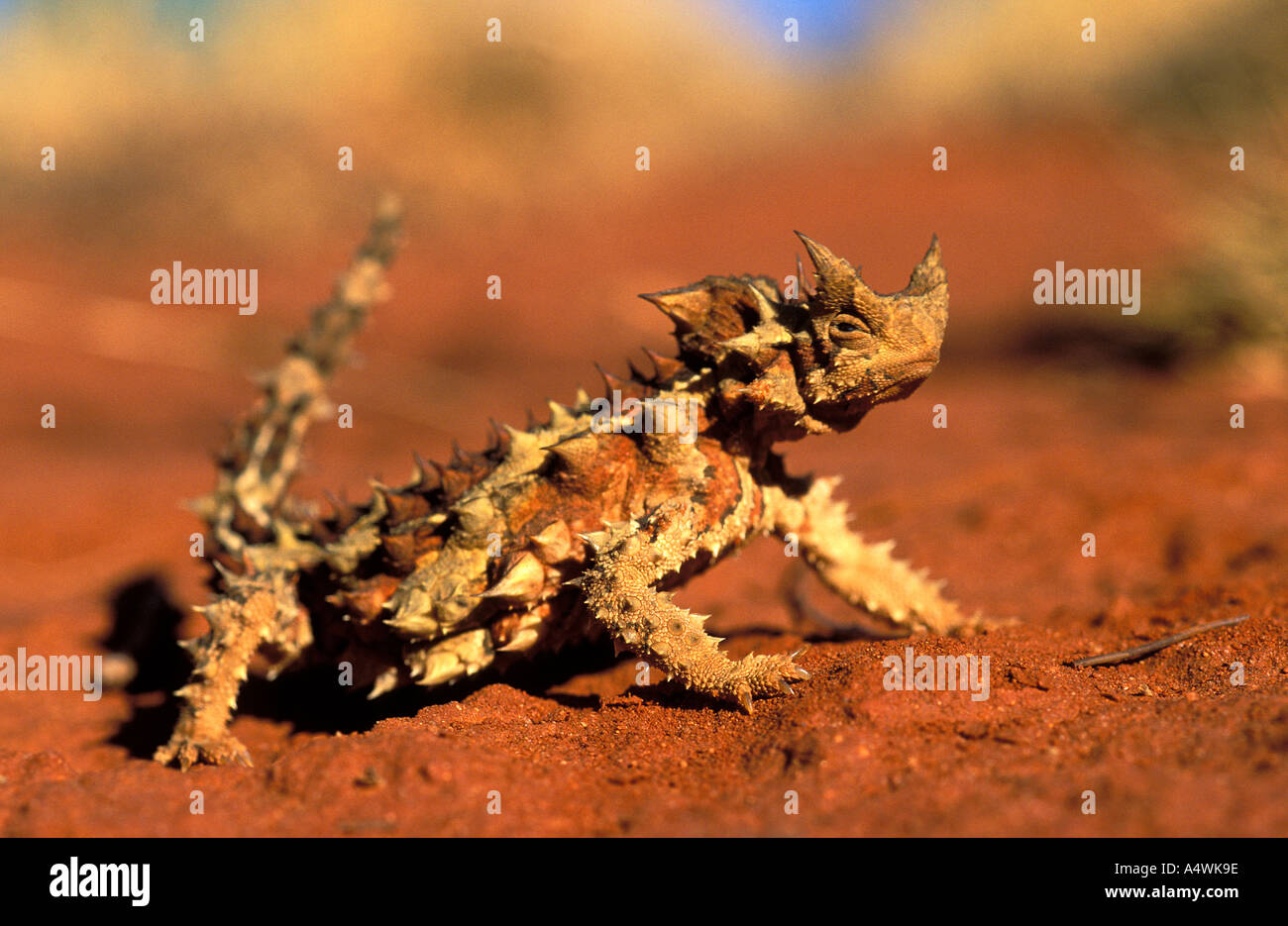 Thorny devil lizard Moloch horridus Australia Stock Photo