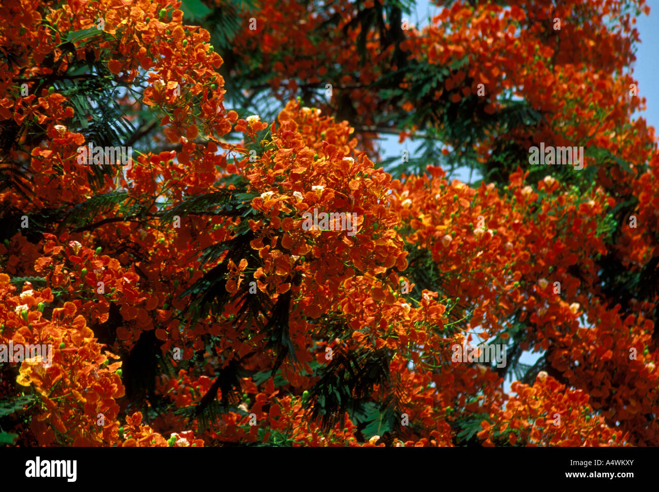 Flamboyant Tree near the town of El Progreso in El Progreso Department Guatemala Stock Photo