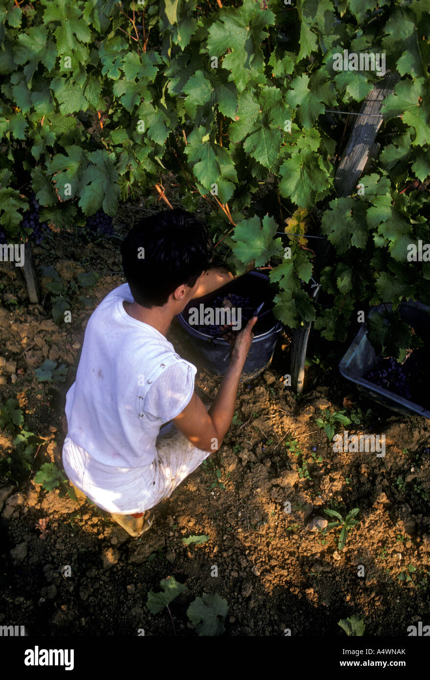 1, one, Frenchwoman, French woman, harvesting grapes, grape harvest