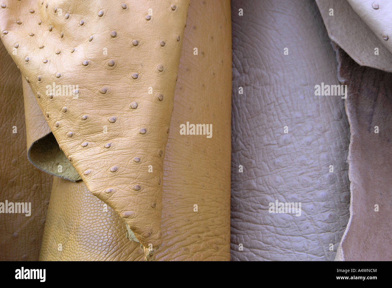 Ostrich Leather Stock Photo Alamy