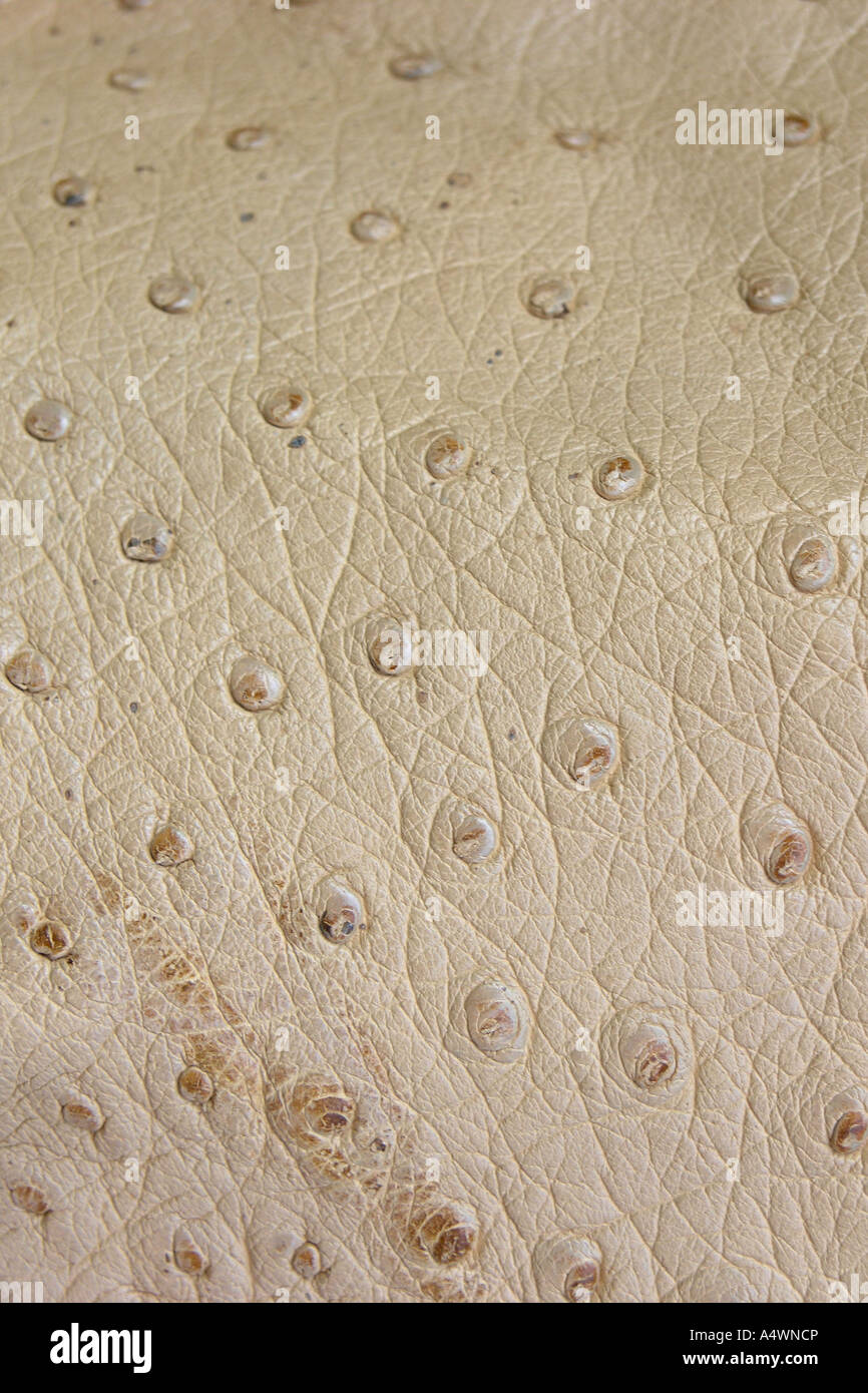Closeup of a length of ostrich leather Stock Photo Alamy