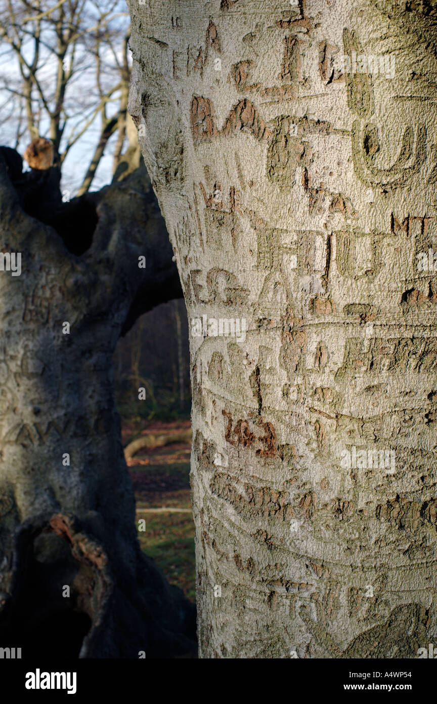 Tree trunks showing names carved into trunk in Epping Forest Essex