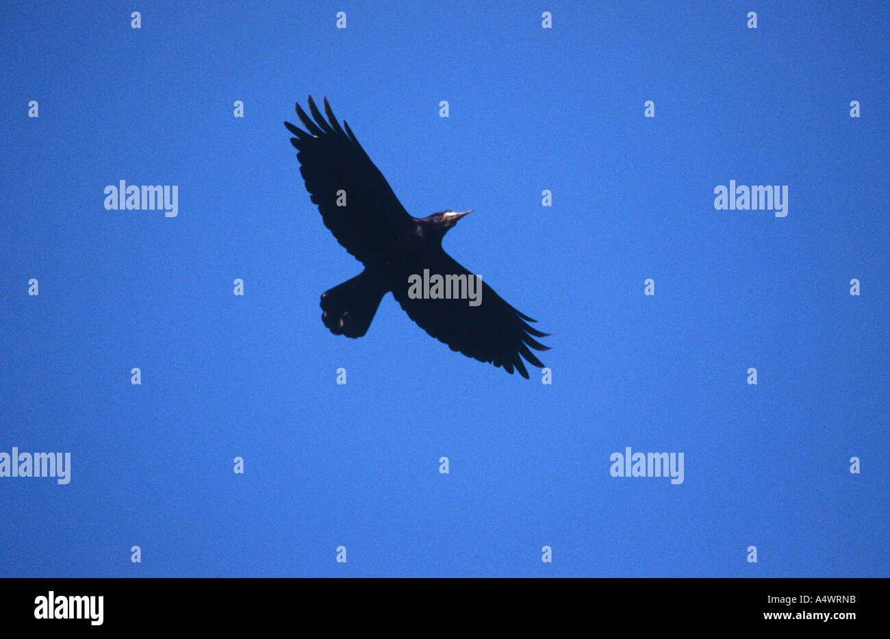 Rook in flight Stock Photo - Alamy