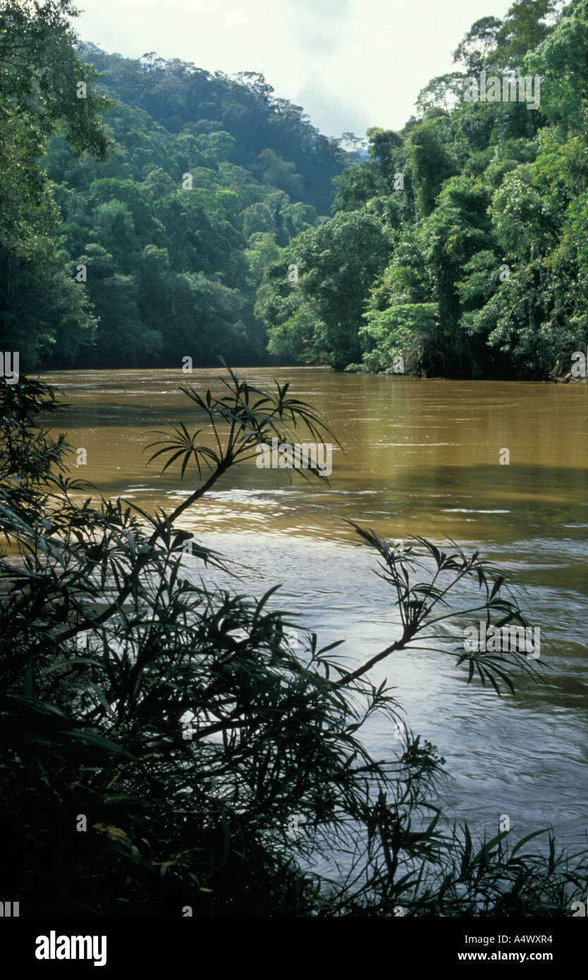 Tutoh River in Tropical Rain Forest Gunung Mulu National Park Malaysia