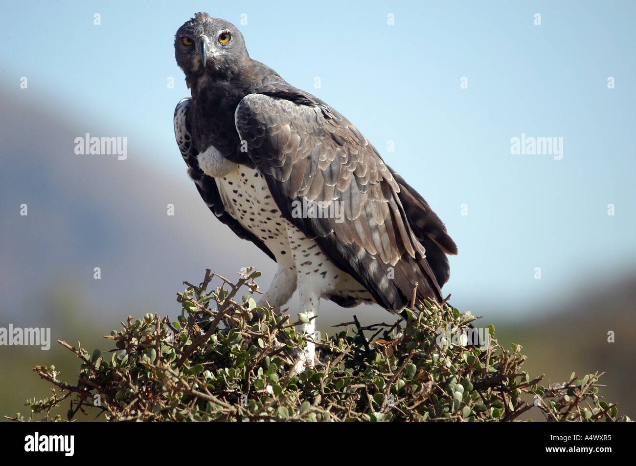 Martial Eagle the largest of the African Eagles Tsavo West National ...