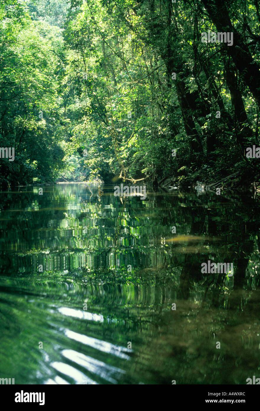 Small river in rainforest Gunung Mulu National Park Malaysia Borneo
