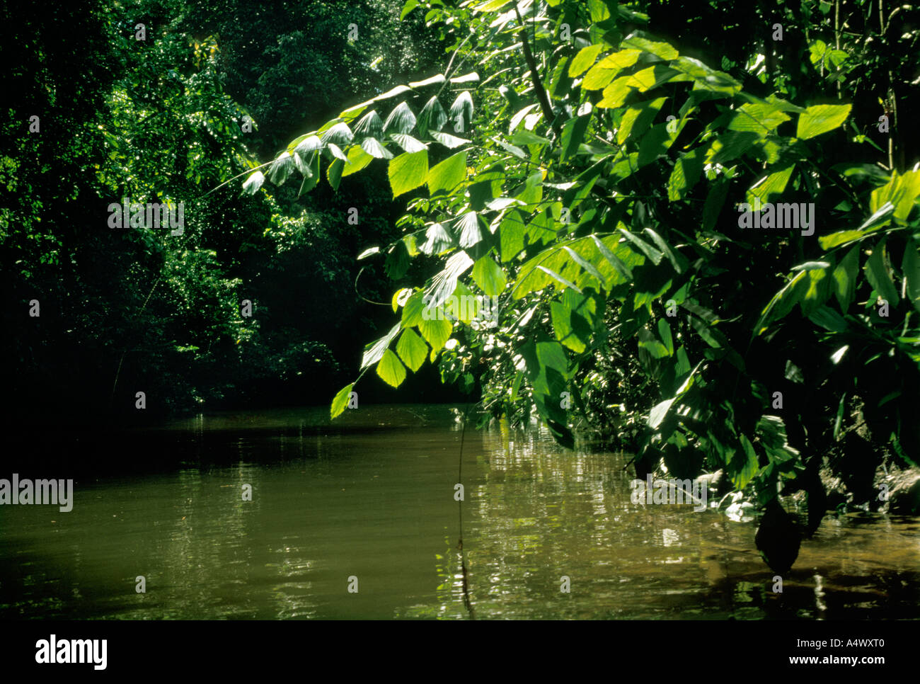 Korthalsia robusta rattan palm on banks of small river in lowland