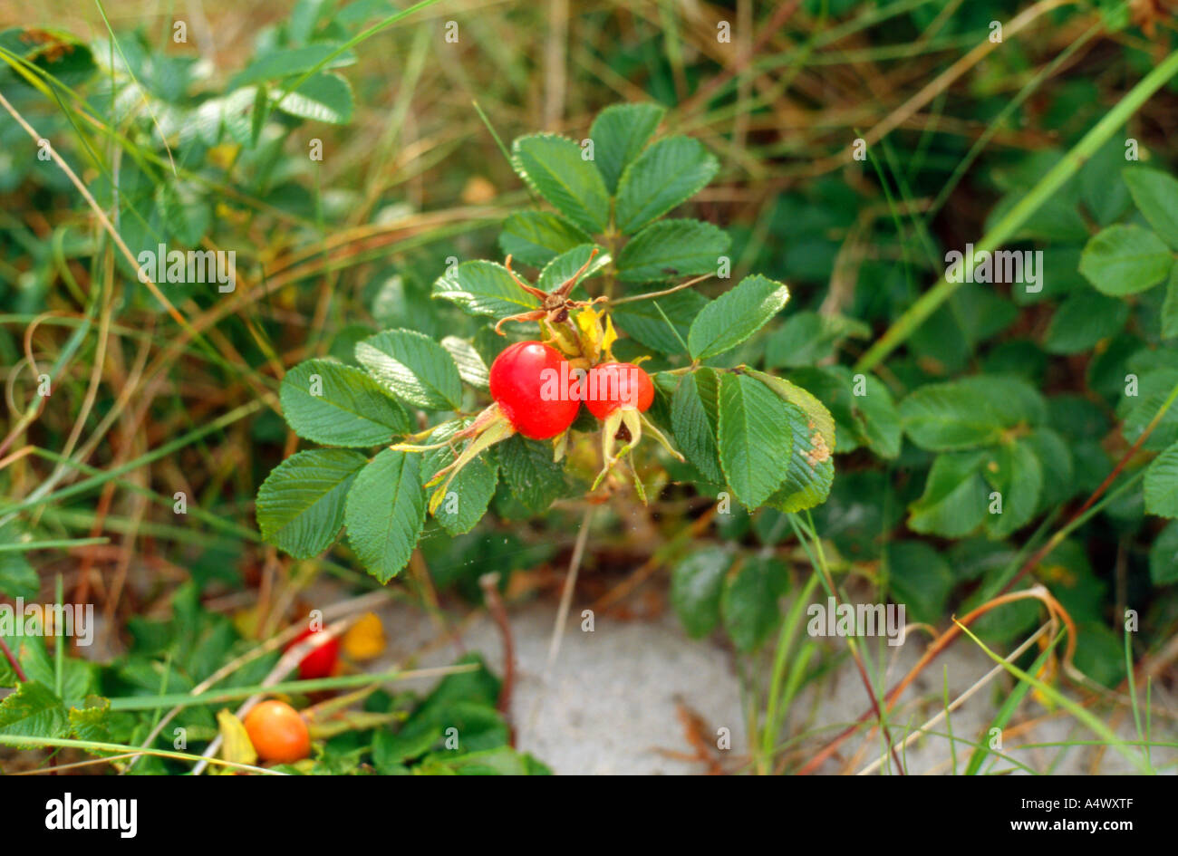 Dog Rose Rosa Canina Stock Photo - Alamy