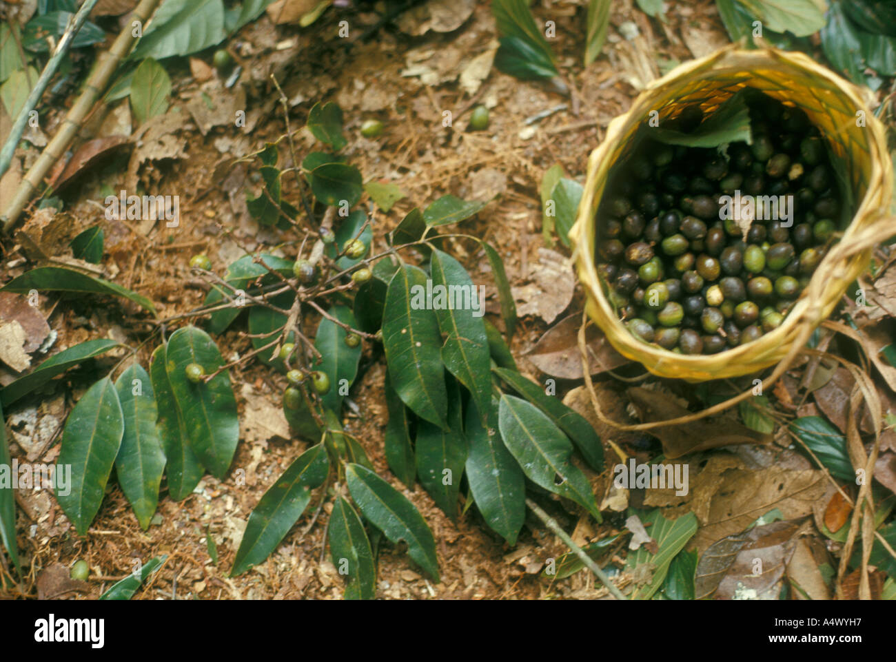 Gathering of wild fruit eaten after light cooking Dacryodes sp Burseraceae by Indians of Venezuelan rainforest. Stock Photo