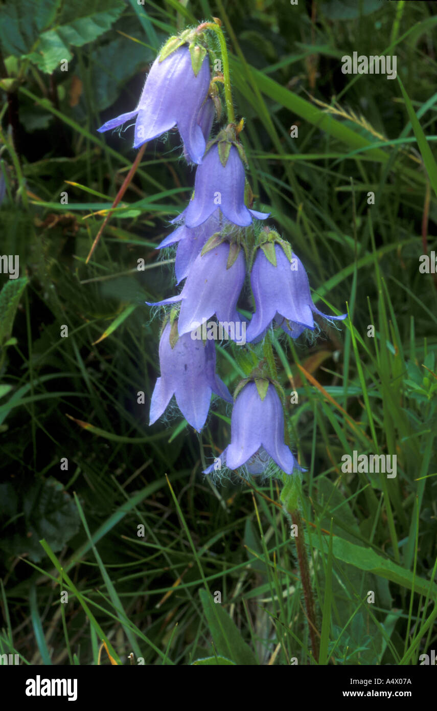 Campanula barbata Stock Photo