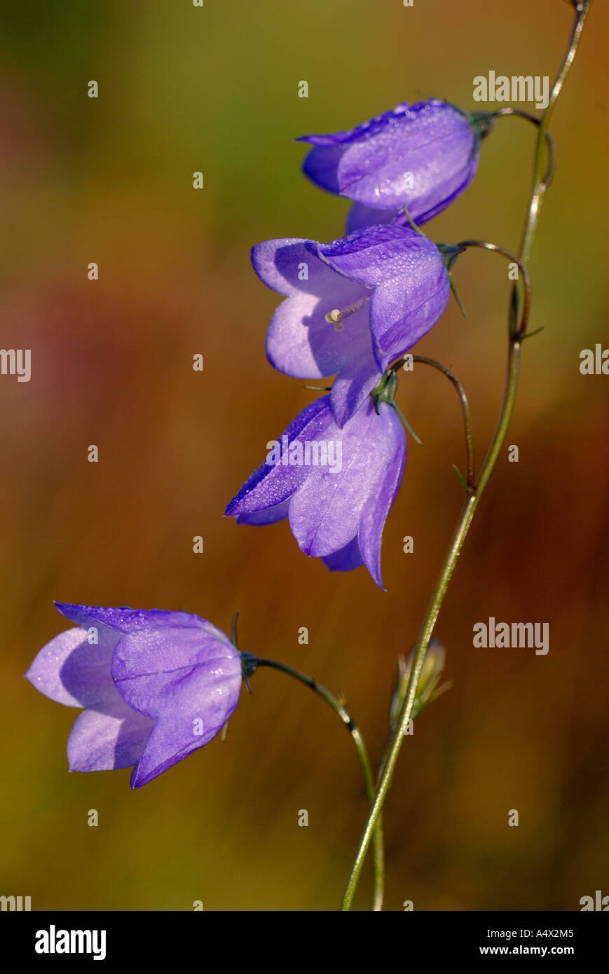 close up portrait of a sunlit group of four harebell flowers cromdale hills highlands scotland Stock Photo