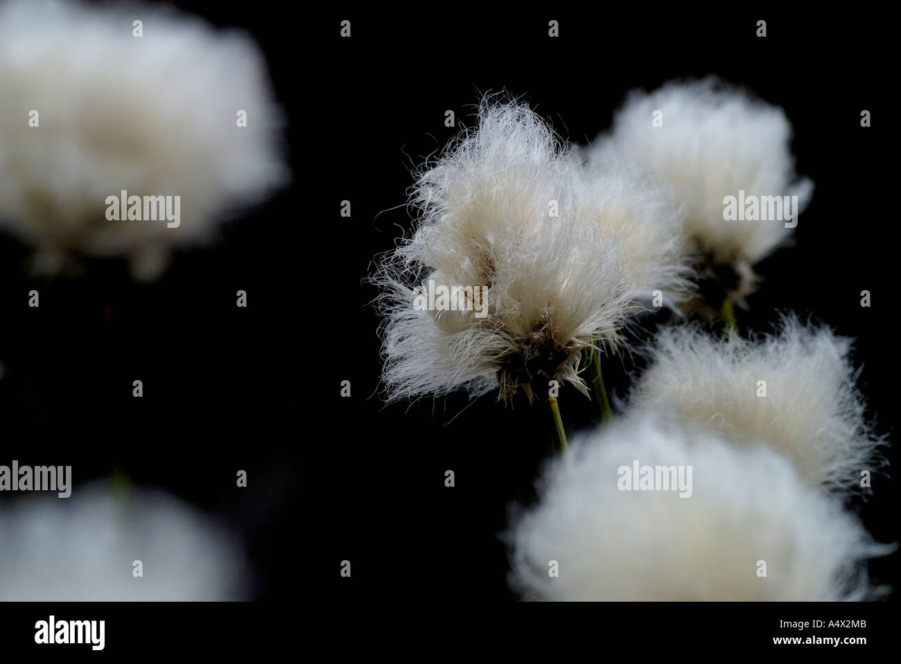 Harestail grass hires stock photography and images Alamy