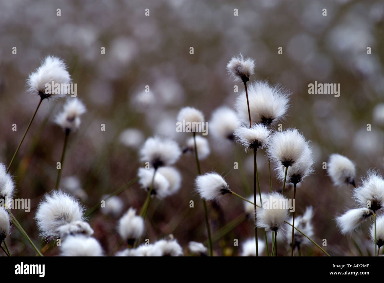 Harestail grass hires stock photography and images Alamy
