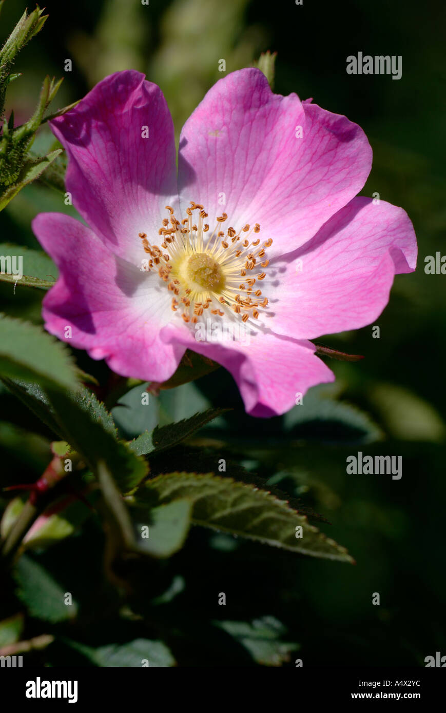 Wild irish rose hires stock photography and images Alamy