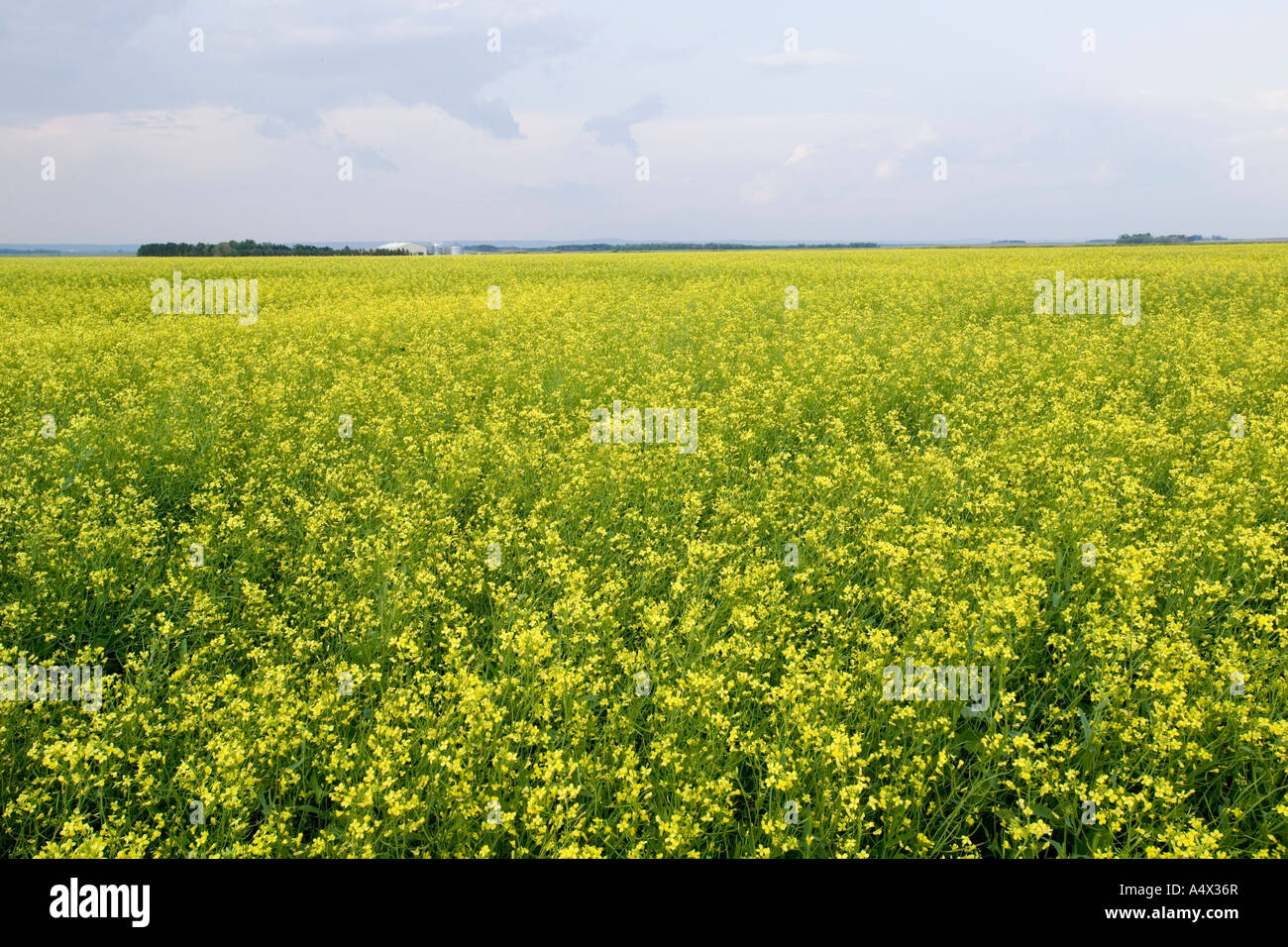 Canola field in bloom in North Dakota Canola is also know as Rapeseed