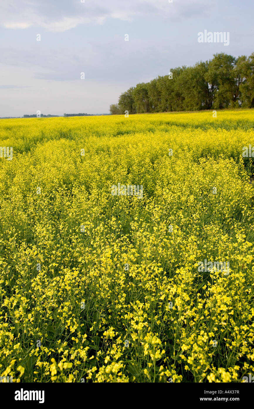 Canola field in bloom in North Dakota Canola is also know as Rapeseed