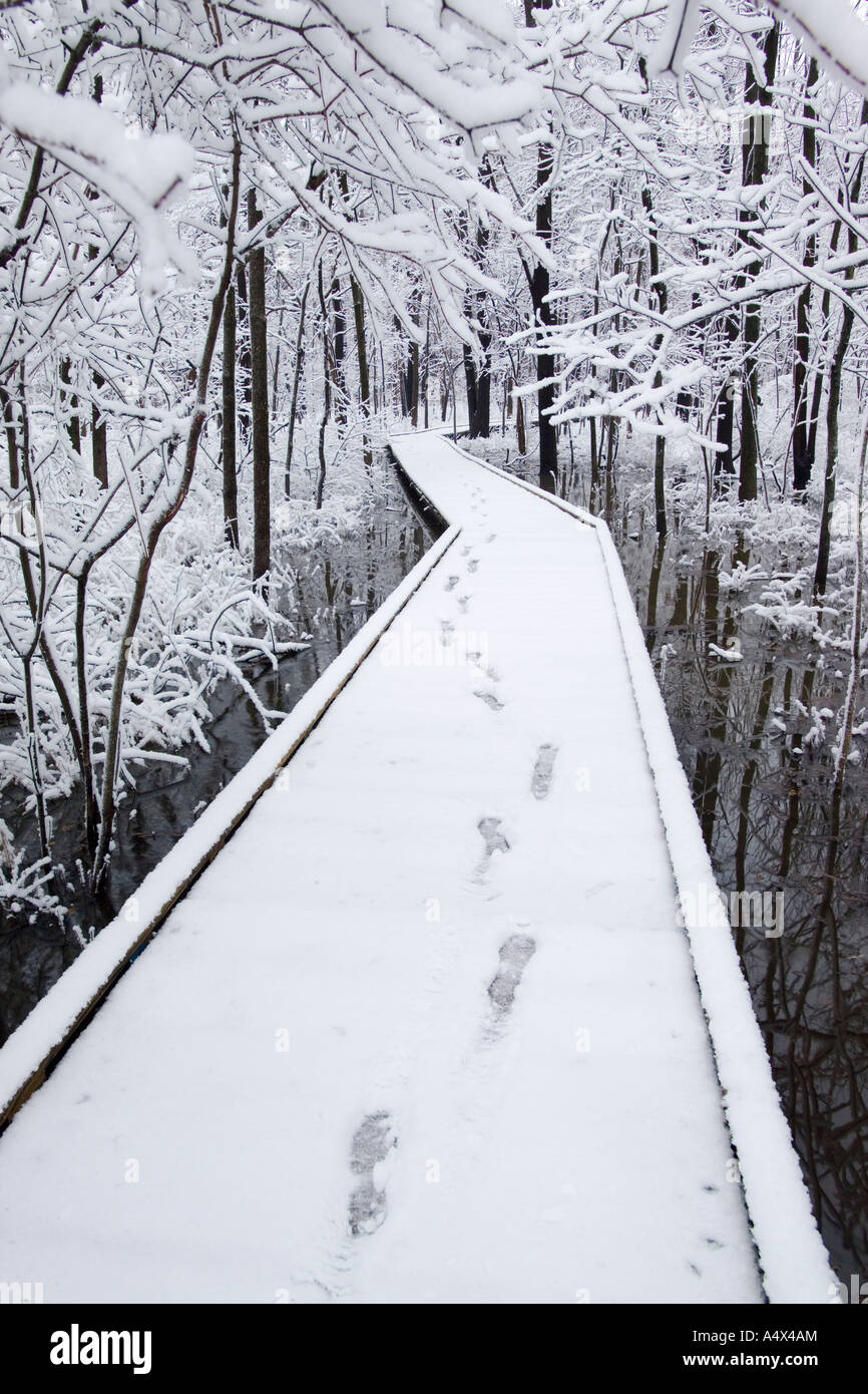 Snow covered trees in Busey Woods Illinois Stock Photo
