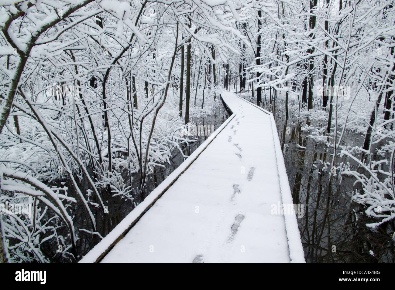 Snow covered trees in Busey Woods Illinois Stock Photo