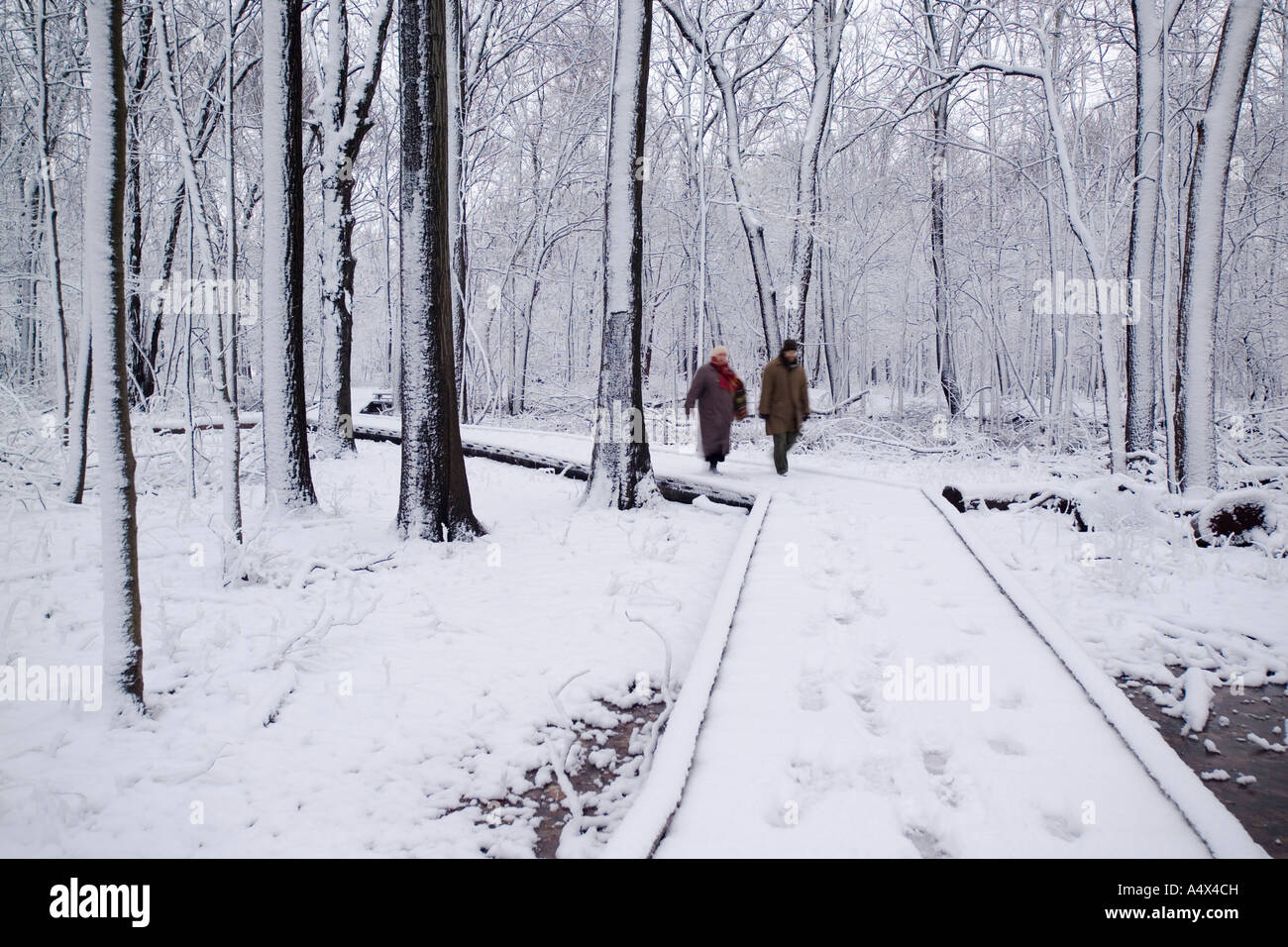 A Couple walking among Snow covered trees in Busey Woods Illinois Stock Photo