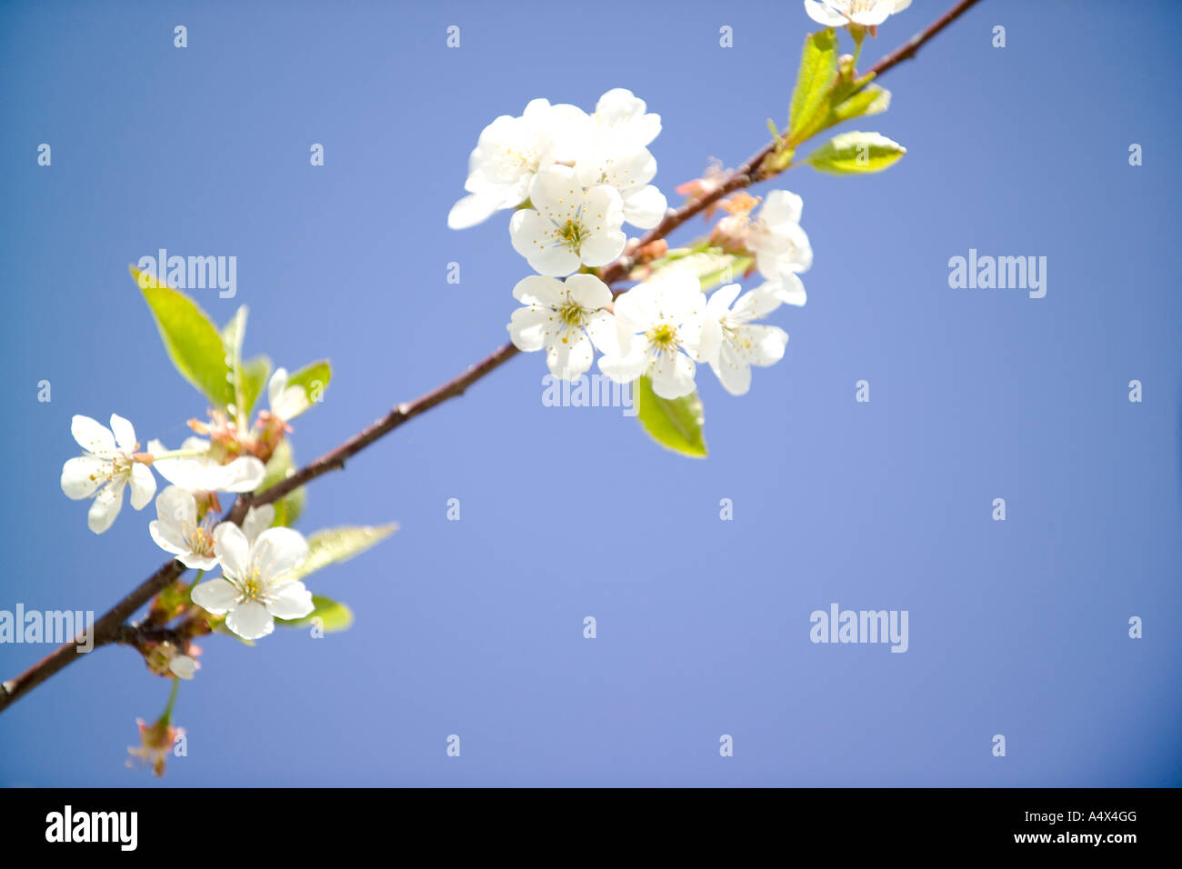 Cherry Orchard in Door County Wisconsin Stock Photo