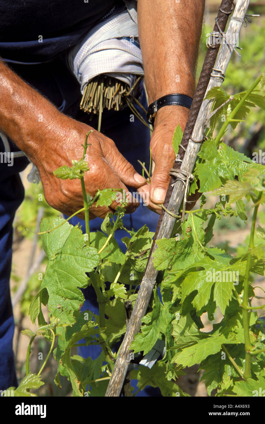 Vine dresser hires stock photography and images Alamy