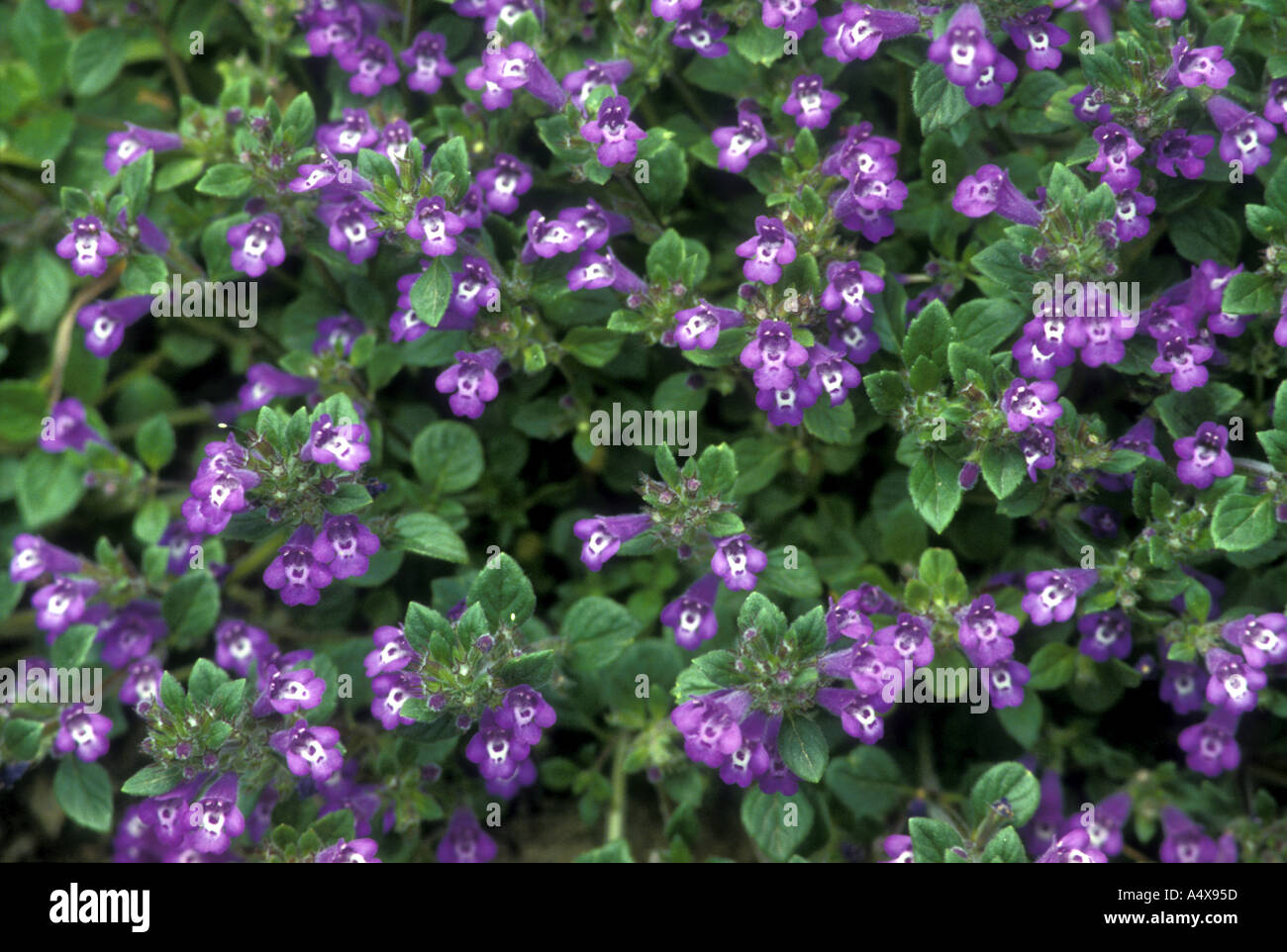 Winter savory Stock Photo