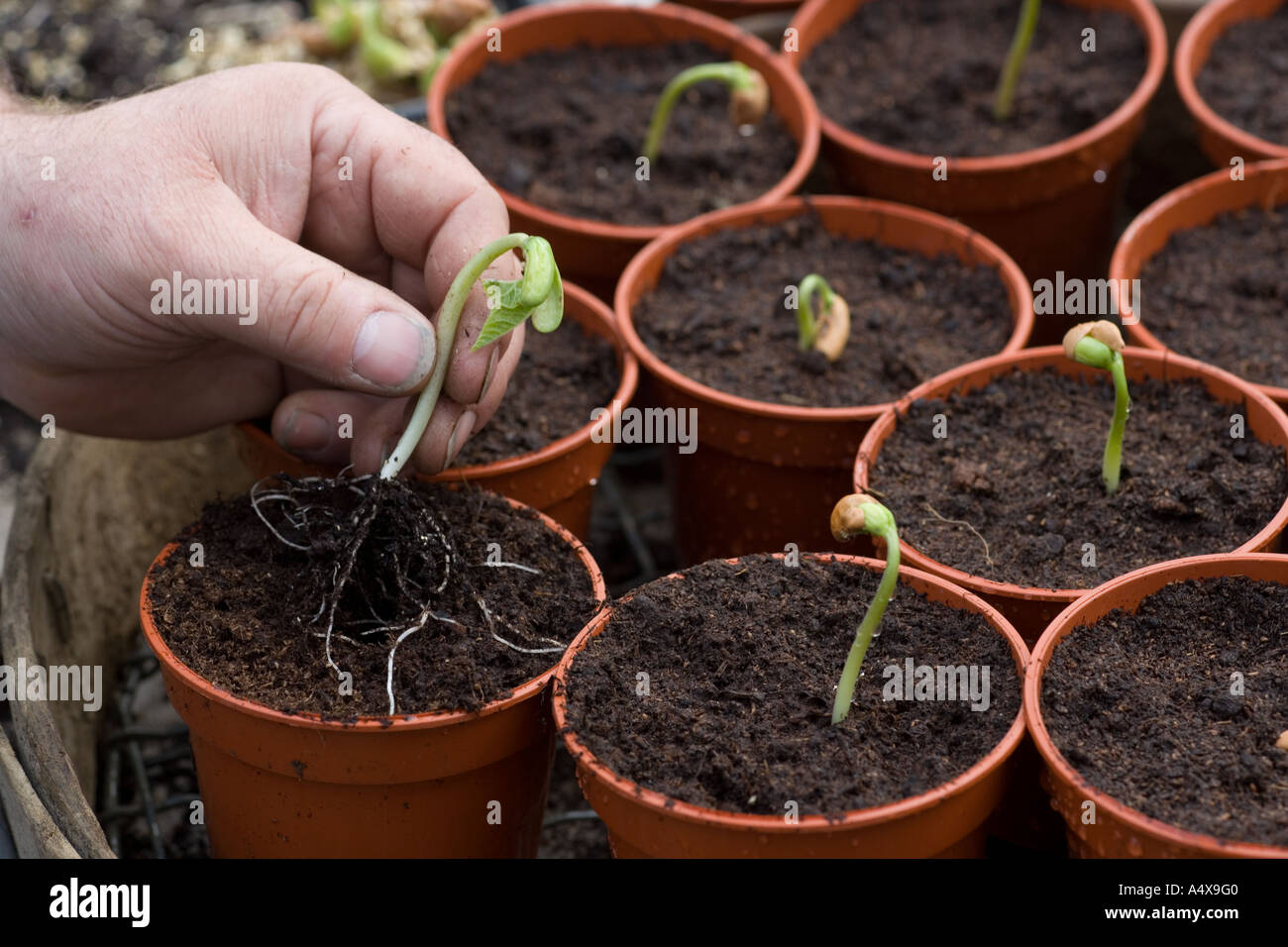 Potting up Dwarf Runner Bean Seedling Stock Photo Alamy
