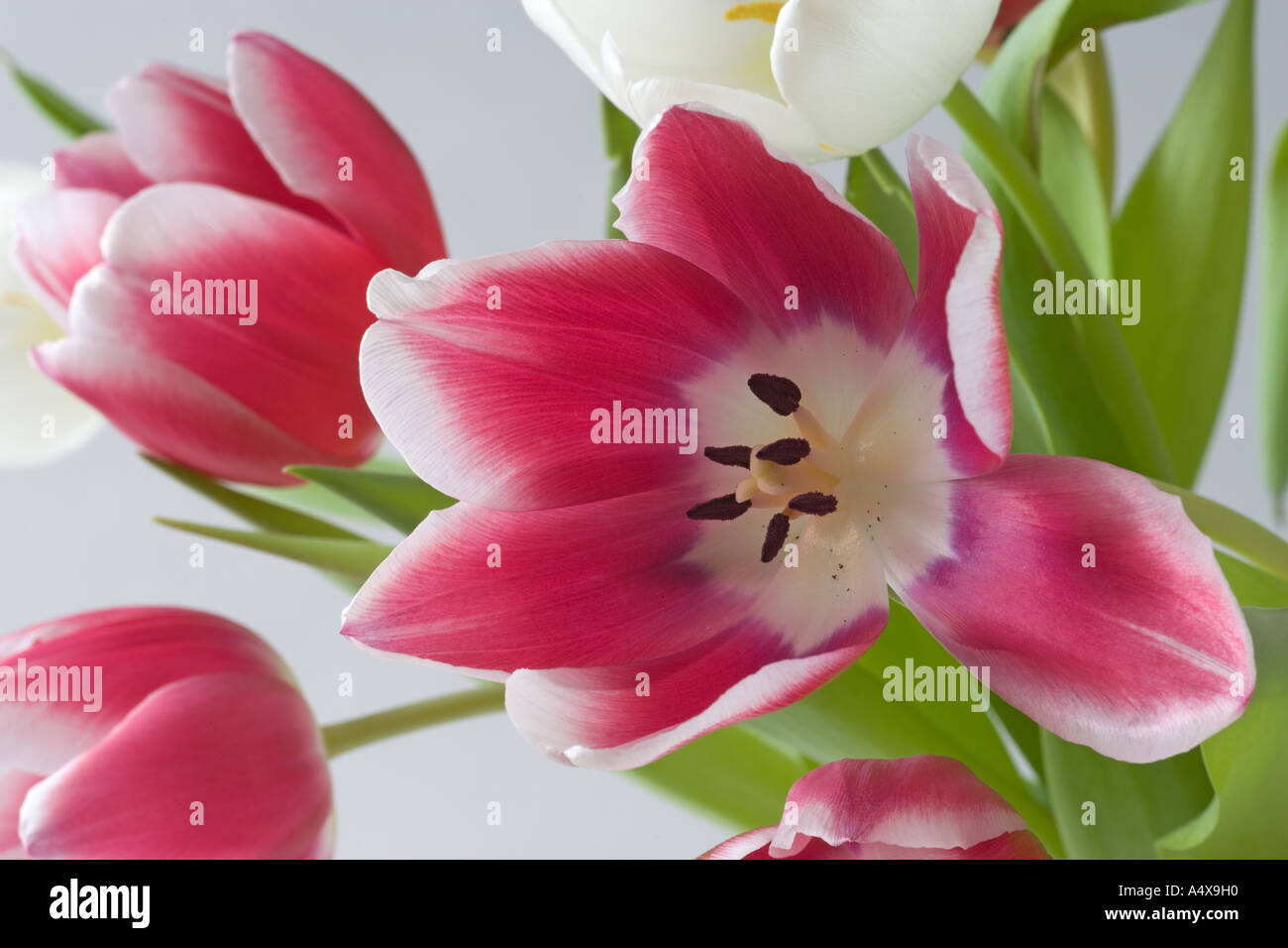 Red & White Tulip Detail Stock Photo
