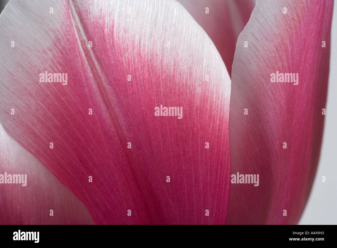 Red & White Tulip Detail Stock Photo
