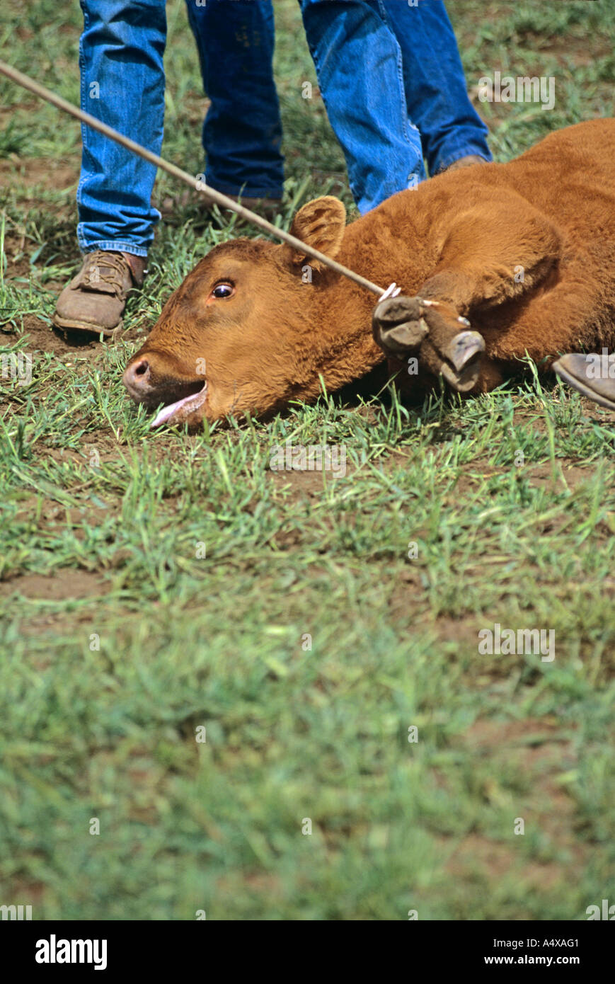 Crying animal hi-res stock photography and images - Alamy