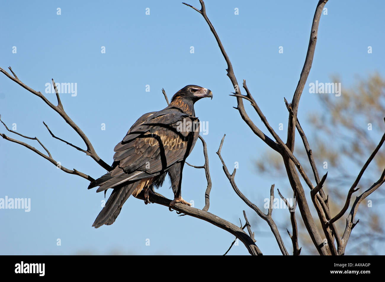 Wedge tail eagle australia hi-res stock photography and images - Alamy