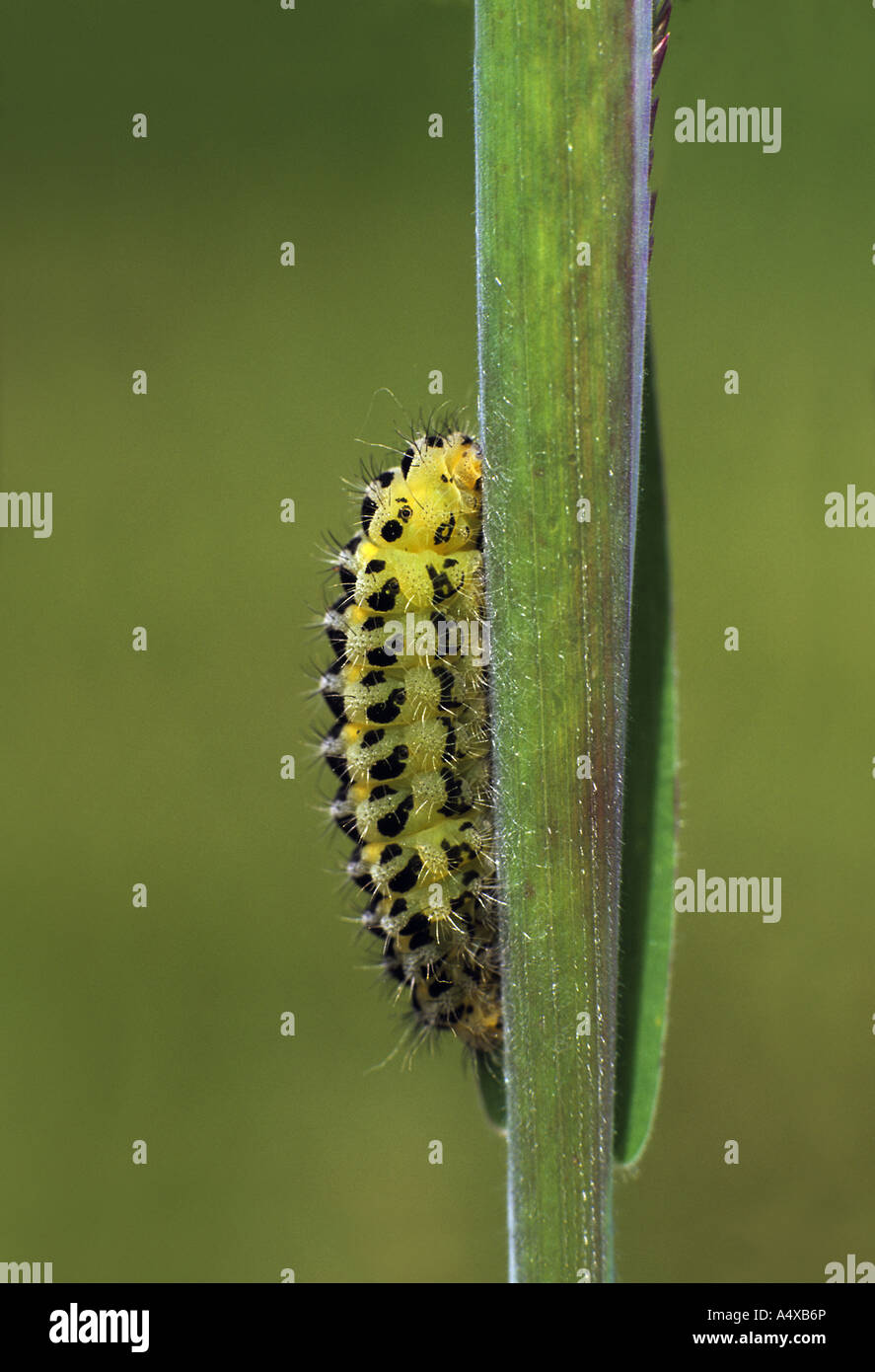 six spot burnet moth caterpillar Zygaena filipendulae stephensi Stock ...