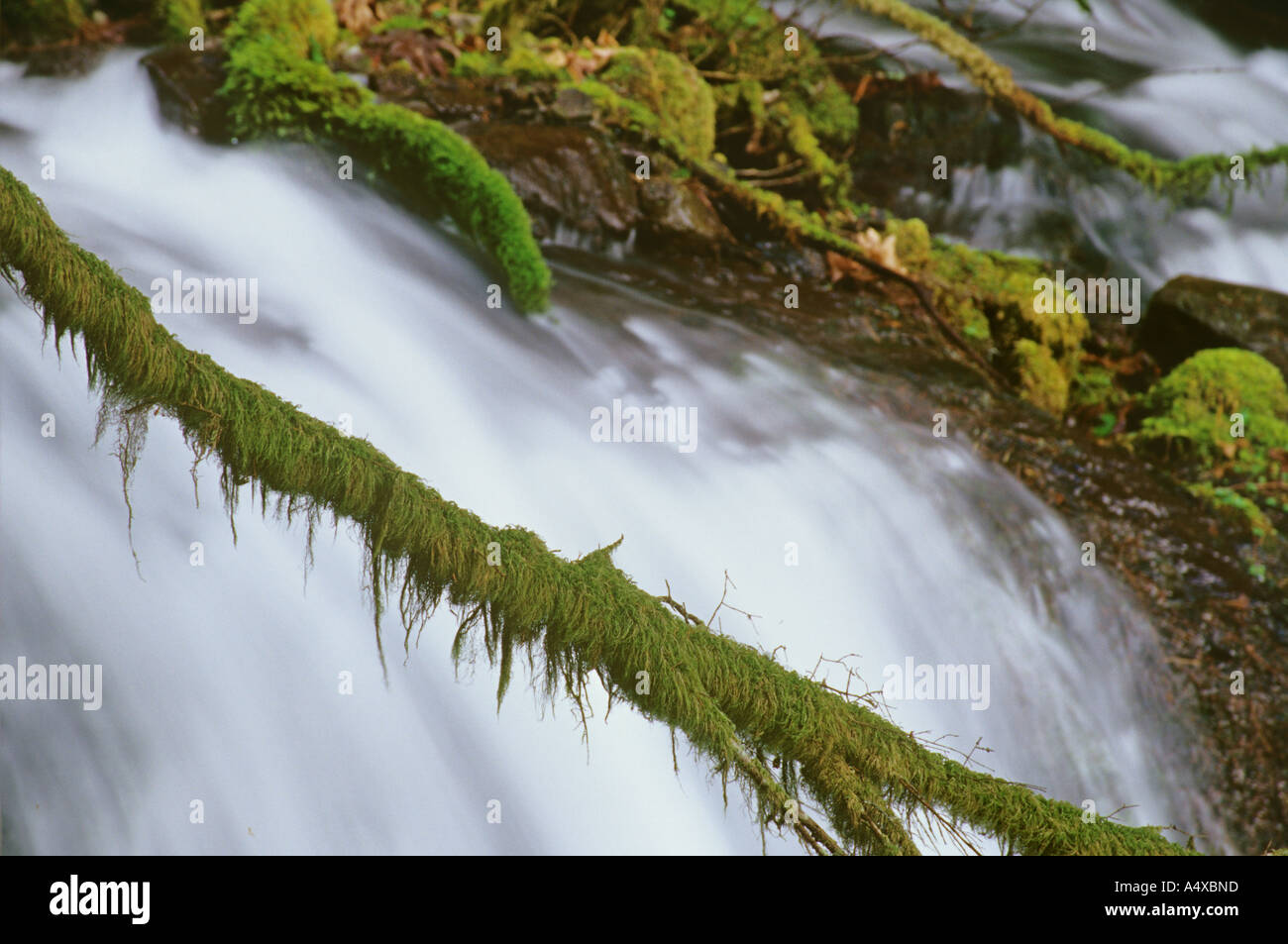 Moss Stock Photo