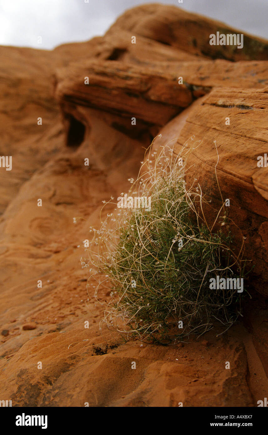 Bush shrub woody hi-res stock photography and images - Alamy
