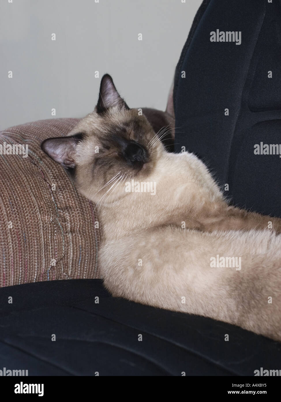 Couch Potato Cat Stock Photo Alamy