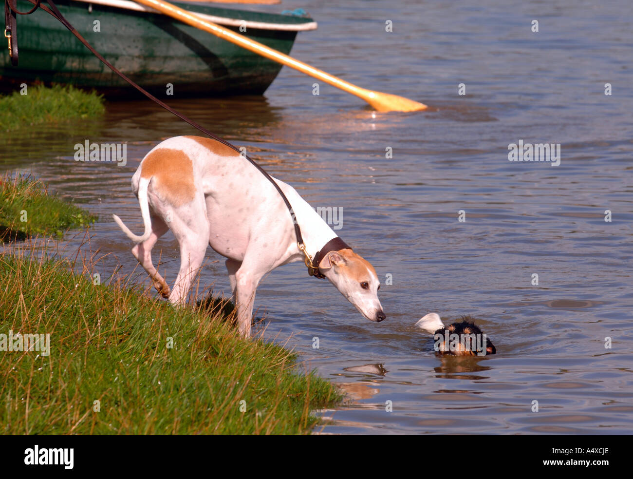 TWO DOGS PLAYING ON THE SHORES OF A LAKE UK Stock Photo