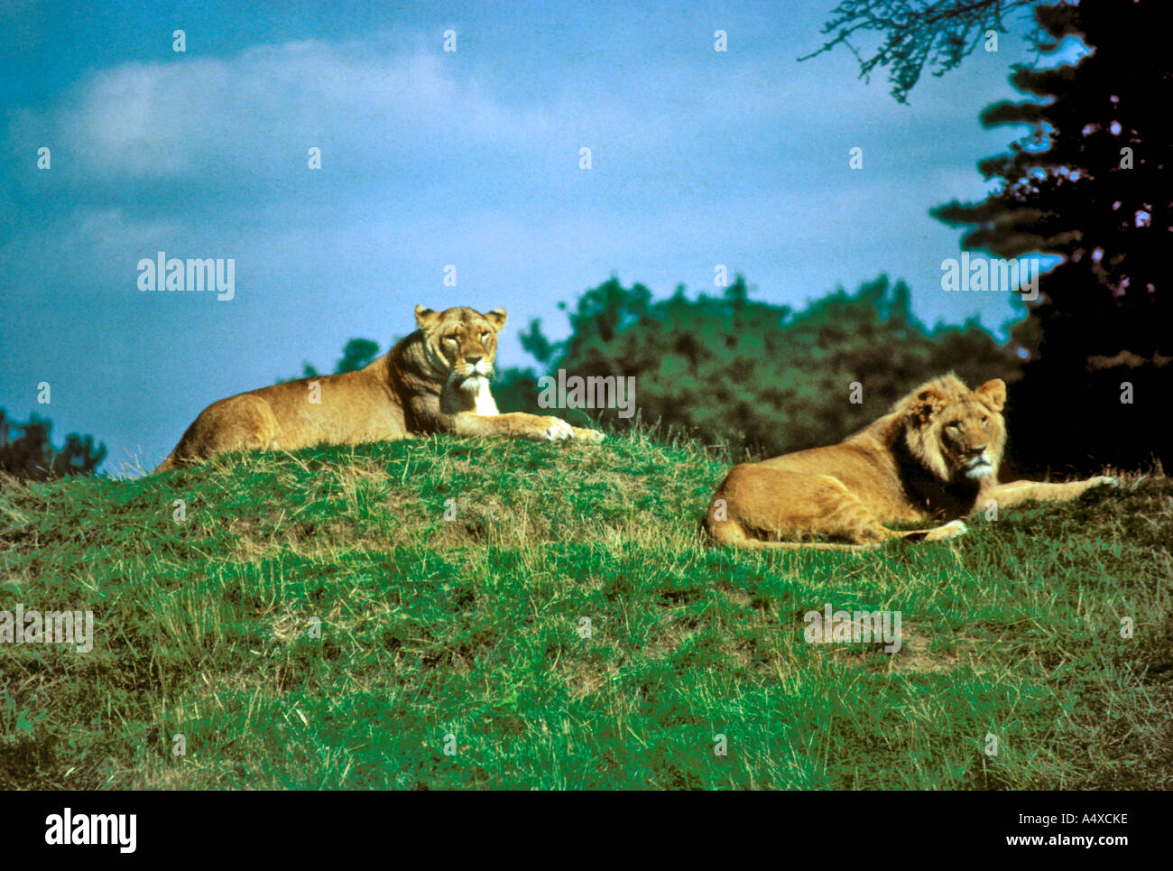 Fauna wild animals hi-res stock photography and images - Alamy