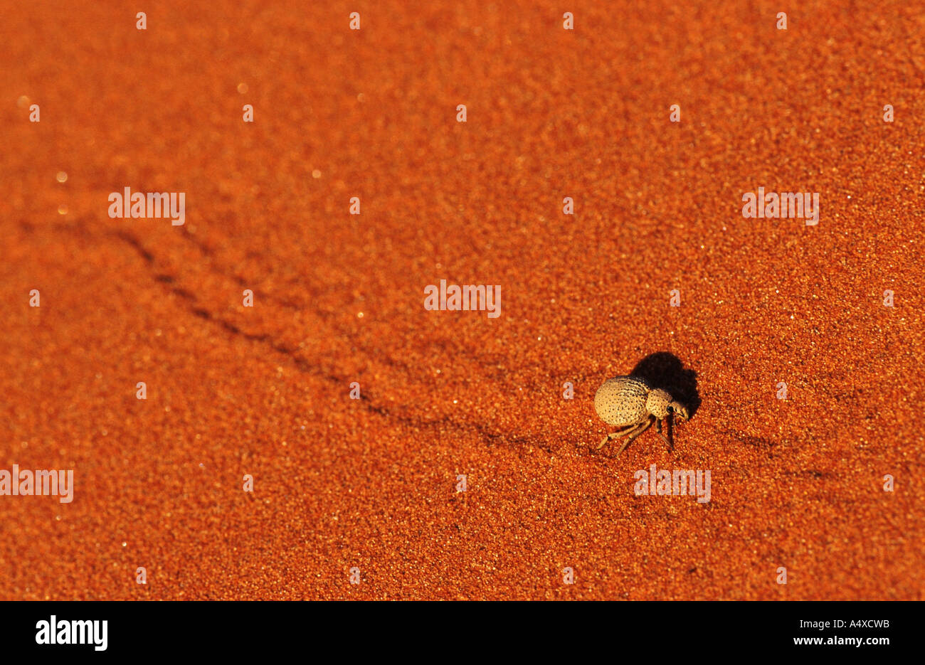 snout beetles, weevils (true weevils) (Curculionidae), on sand dune, Namibia Stock Photo