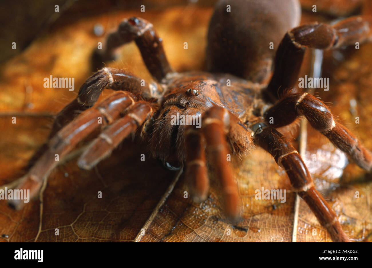 king baboon, african tarantula (Citharischius crawshayi), individual