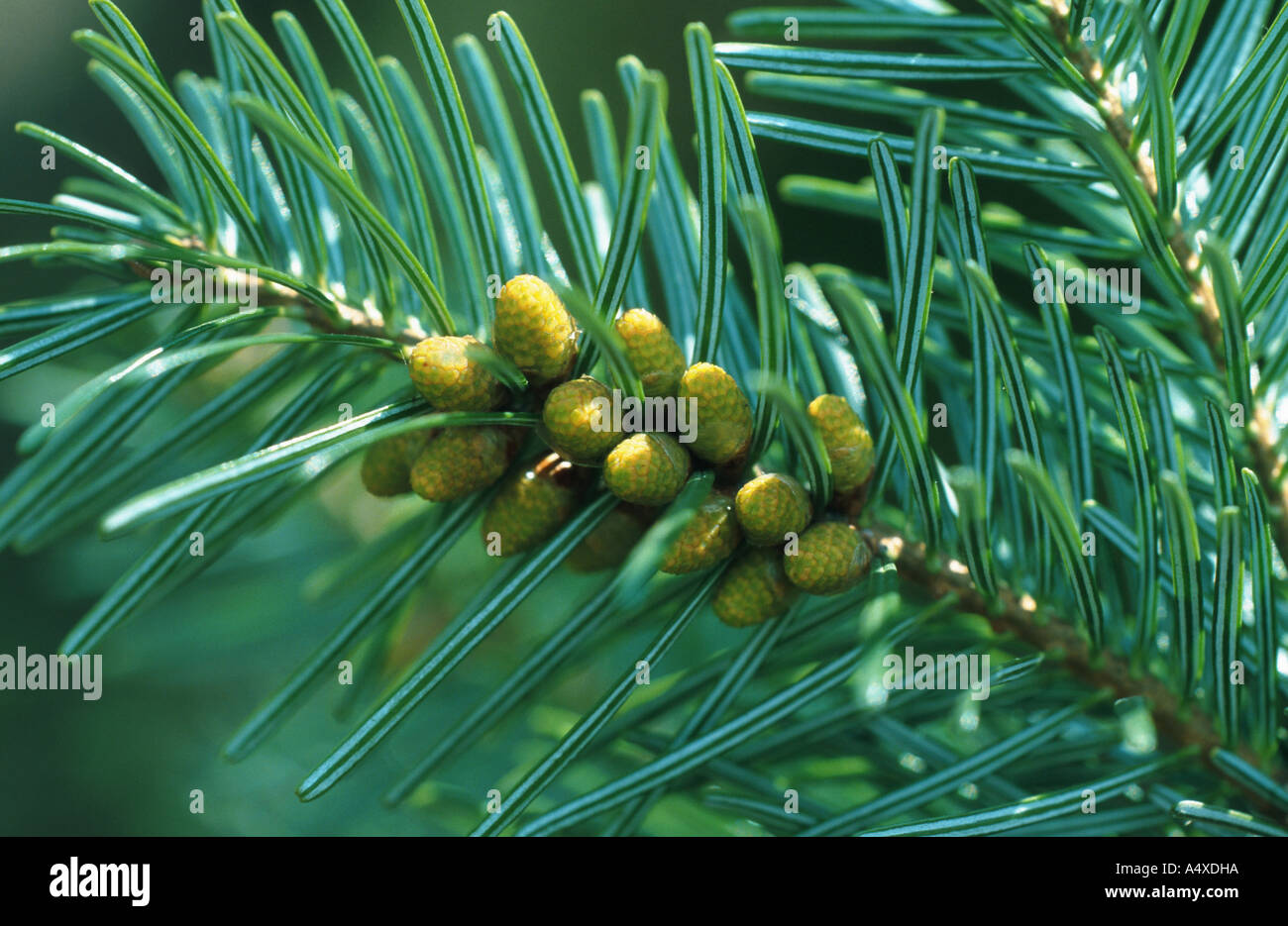 Nordman fir (Abies nordmanniana), twig with female blossoms Stock Photo