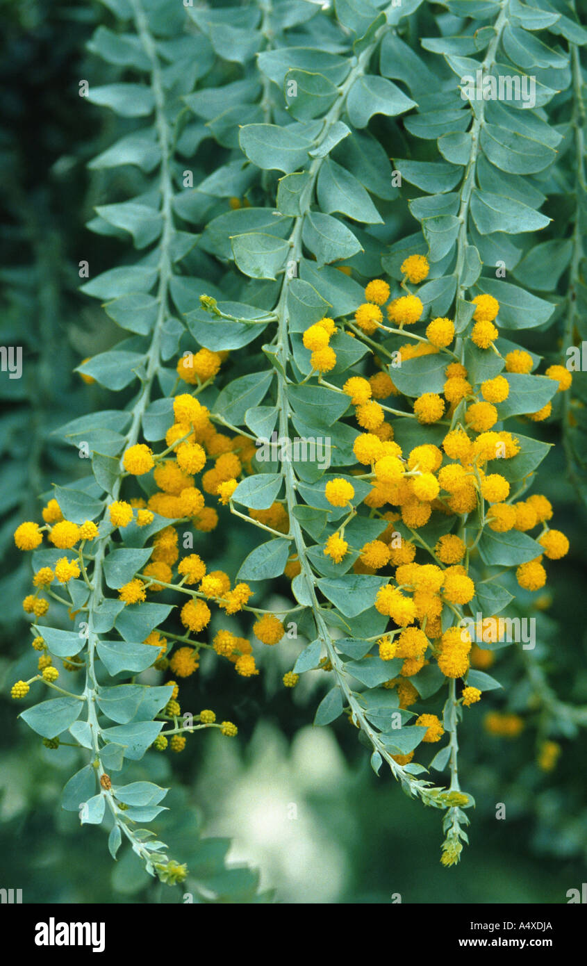 knife acacia (Acacia cultriformis), twigs with blossoms Stock Photo
