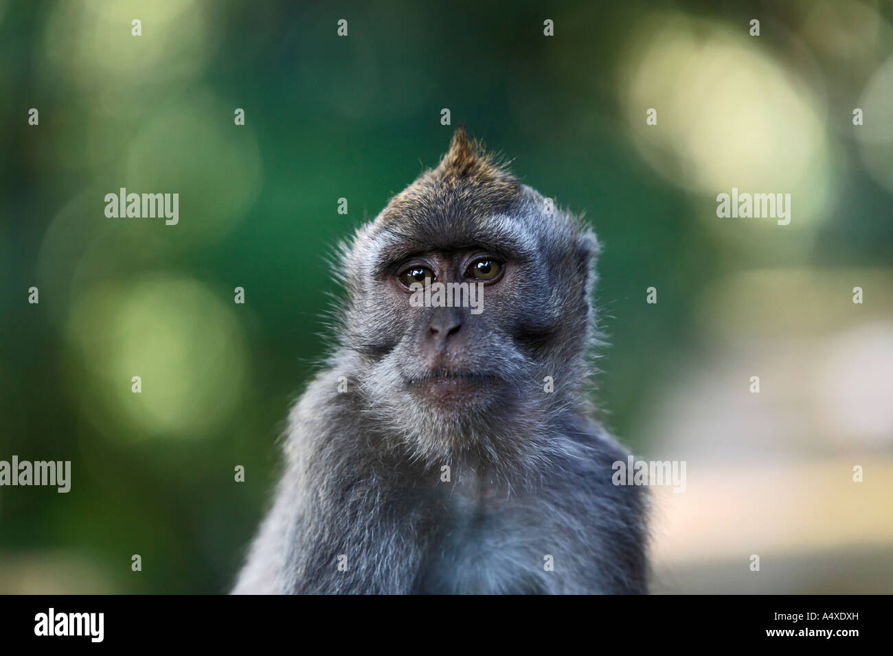 Crab-eating Macaque (Macaca fascicularis) in Monkeyforest, Ubud, Bali ...