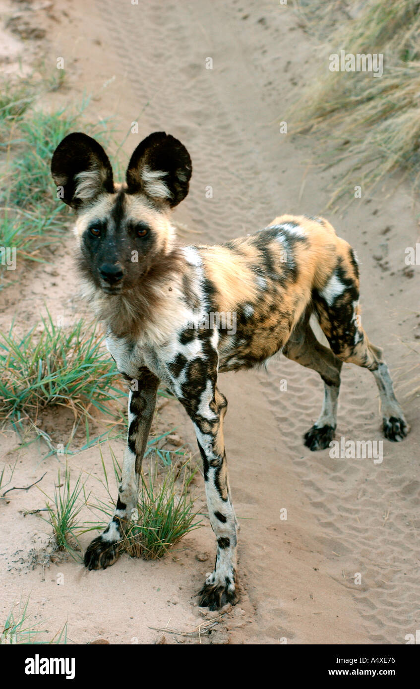 African Wild Dog Stock Photo - Alamy